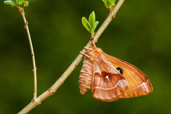 エンペラー アリア 翼にタウ文字でヨーロッパの森林や森林から美しい蛾 チェコ共和国 — ストック写真