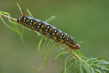Spurge Hawk-güve - Hyles euphorbiae, Avrupa ormanlık güzel renkli şahin güvesi, Çek Cumhuriyeti.