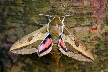Spurge Hawk-güve - Hyles euphorbiae, Avrupa ormanlık güzel renkli şahin güvesi, Çek Cumhuriyeti.