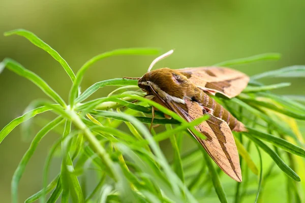 Spurge Hawk Moth Hyles Euphorbiae Beautiful Colored Hawk Moth European — Stock Photo, Image