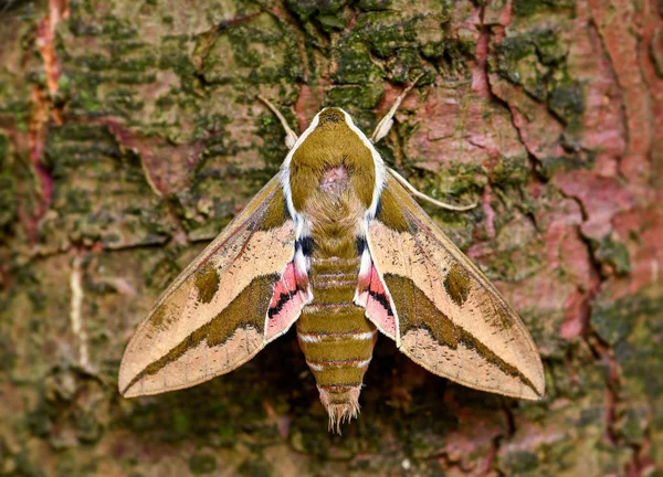 Spurge Hawk Moth Hyles Euphorbiae Bela Mariposa Falcão Colorida Florestas — Fotografia de Stock
