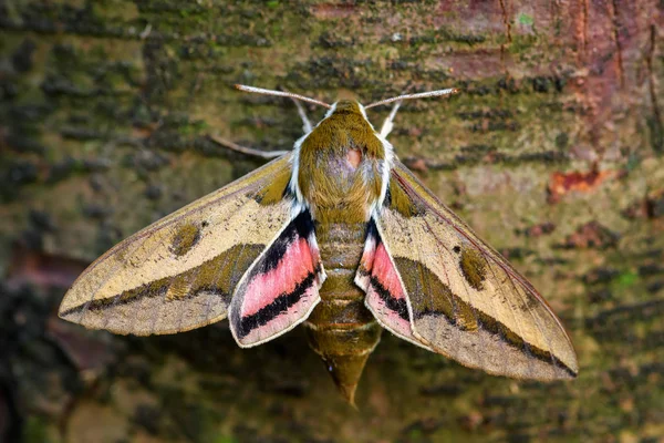 Spurge Hawk Moth Hyles Euphorbiae Hermosa Polilla Halcón Color Los — Foto de Stock