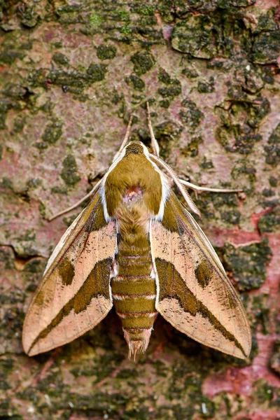 Spurge Hawk Moth Hyles Euphorbiae Beautiful Colored Hawk Moth European — Stock Photo, Image