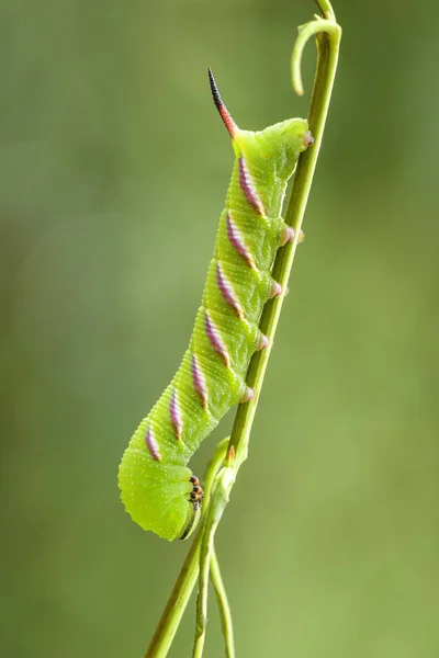 Privet Hawk Güvesi Sfenks Ligustri Avrupa Ormanlarından Beatiful Büyük Şahin — Stok fotoğraf