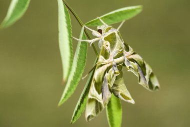 Oleander Hawk-güve - Daphnis nerii, Avrupa ormanları ve ormanlık, Çek Cumhuriyeti güzel renkli güve.