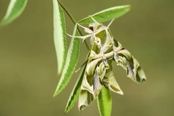 Oleander Hawk Güve Daphnis Nerii Avrupa Ormanları Ormanlık Çek Cumhuriyeti — Stok fotoğraf