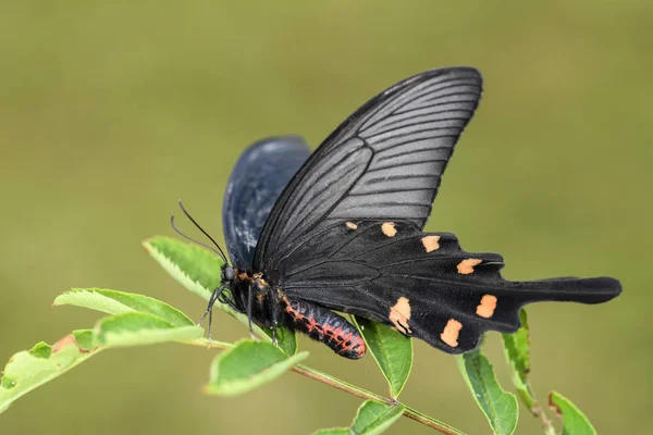 Kinesiska Väderkvarn Fjäril Atrophaneura Alcinous Vacker Populär Swallowtail Fjäril Från — Stockfoto