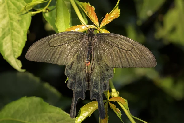 Čínský Větrný Mlýn Butterfly Atrophaneura Alcinózní Nádherný Oblíbený Vlaštovkový Motýl — Stock fotografie