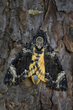Lesser death baş hawkmoth - Acherontia styx, Asya ormanları ve ormanlık, Çin ikonik hawkmoth.