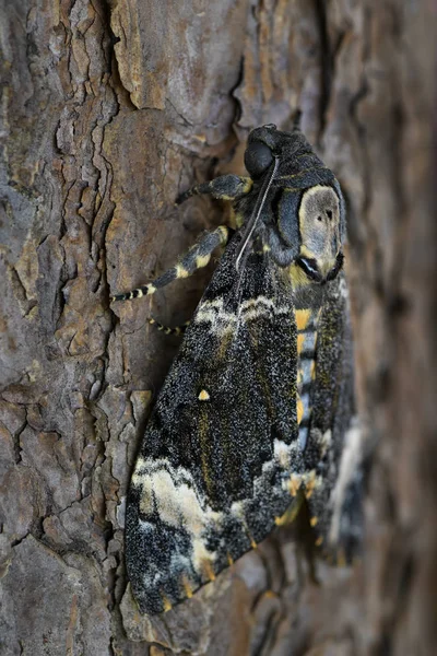 Mindre Death Head Hawkmoth Acherontia Styx Ikoniska Hawkmoth Från Asiatiska — Stockfoto