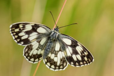 Mermer beyaz kelebek - Melanargia galathea, Avrupa çayırlarından güzel siyah beyaz kelebek, Stramberk, Çek Cumhuriyeti.