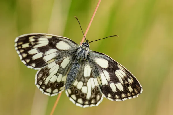 Mariposa Blanca Mármol Melanargia Galathea Hermosa Mariposa Blanca Negra Prados — Foto de Stock