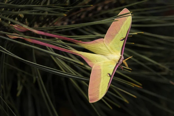 Chinese moon moth - Actias dubernardi, beautiful iconic moth from Chineese forests and woodlands.