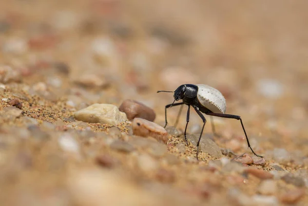Darkling Beetles Cauricara Eburnea Beautiful Iconic Beetle Endemic Namib Desert — Stock Photo, Image