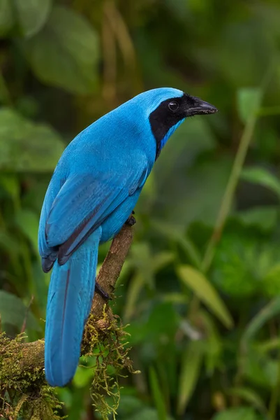 Turquoise Jay Cyanolyca Turcosa Beautiful Blue Jay Andean Slopes Guango — Stock Photo, Image