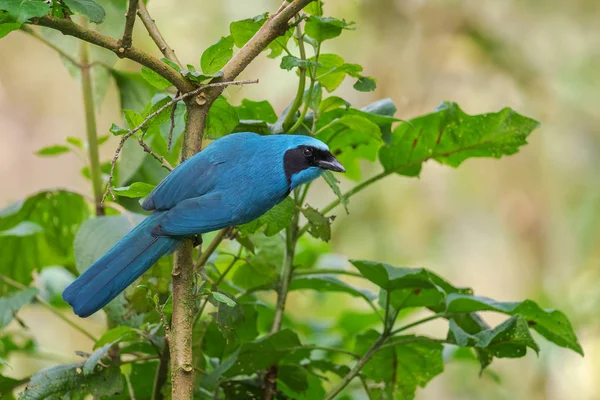 Turquoise Jay - Cyanolyca turcosa, beautiful blue jay from Andean slopes, Guango Lodge, Ecuador.