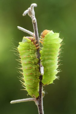 Polyphemus Güvesi - Antheraea polyphemus, güzel büyük Amerikan güvesinin tırtılı.