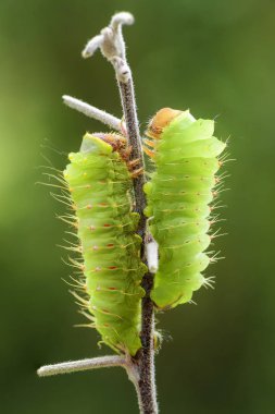 Polyphemus Moth - Antheraea polyphemus, caterpillar of beautiful large American moth. clipart