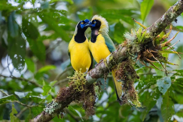 Inca Jay Cyanocorax Yncas Gyönyörű Színes Jay Adneas Lejtők Guango — Stock Fotó