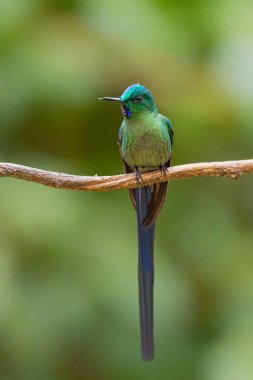 Uzun kuyruklu Sylph - Aglaiocercus kingi, Andya yamaçları, Guango Lodge, Ekvador, Güney Amerika bulutlu ormandan güzel uzun kuyruklu sinekkuşu.