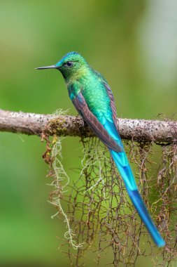 Uzun kuyruklu Sylph - Aglaiocercus kingi, Andya yamaçları, Guango Lodge, Ekvador, Güney Amerika bulutlu ormandan güzel uzun kuyruklu sinekkuşu.