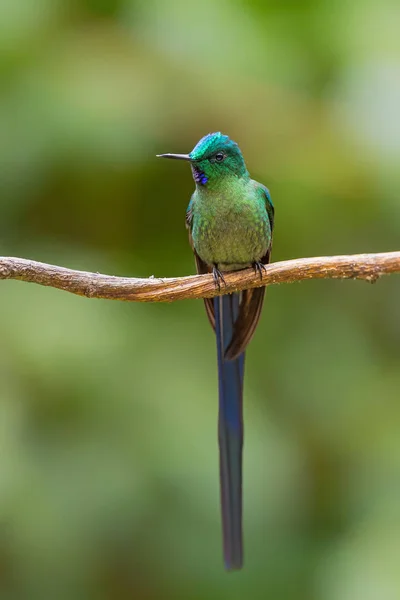 Sylph Cola Larga Aglaiocercus Kingi Hermoso Colibrí Cola Larga Bosque —  Fotos de Stock