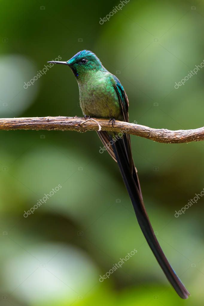 Sylph de cola larga Aglaiocercus kingi, hermoso colibrí de cola larga