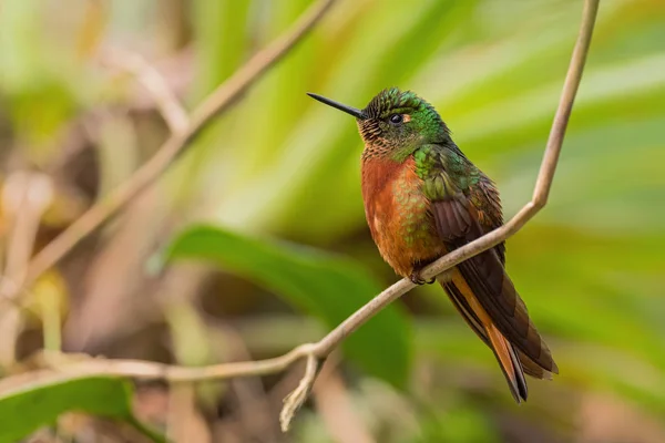 Chestnut Breasted Coronet Boissonneaua Matthewsii Beautiful Colored Hummingbird Andean Slopes — Stock Photo, Image