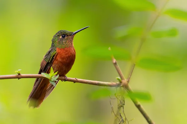 Kastanienbrustkoronette Boissonneaua Matthewsii Wunderschöner Farbiger Kolibri Aus Den Andenhängen Südamerikas — Stockfoto