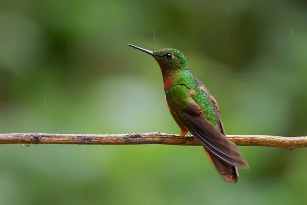 Chestnut Breasted Coronet Boissonneaua Matthewsii Beautiful Colored Hummingbird Andean Slopes — Stock Photo, Image