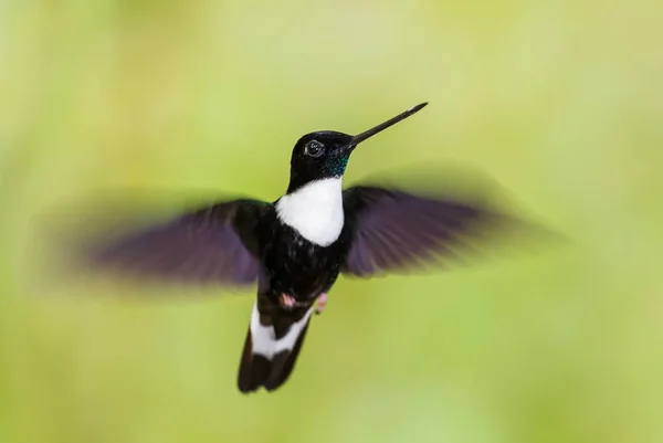 Collared Inca Coeligena Torquata Krásný Černý Bílý Kolibřík Andských Svahů — Stock fotografie