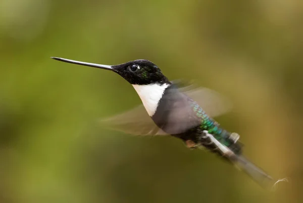 Inca Collare Coeligena Torquata Bellissimo Colibrì Bianco Nero Dalle Pendici — Foto Stock