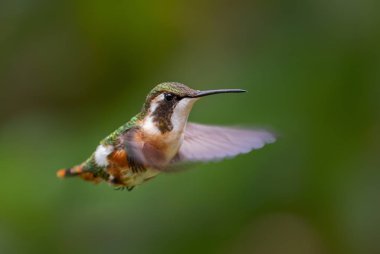 Beyaz karınlı Woodstar - Chaetocercus mulsant, Güney Amerika And yamaçlarından güzel renkli küçük sinekkuşu, Guango Lodge, Ekvador.