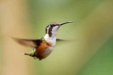 Beyaz karınlı Woodstar - Chaetocercus mulsant, Güney Amerika And yamaçlarından güzel renkli küçük sinekkuşu, Guango Lodge, Ekvador.