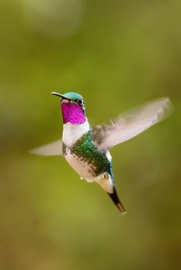 Beyaz karınlı Woodstar - Chaetocercus mulsant, Güney Amerika And yamaçlarından güzel renkli küçük sinekkuşu, Guango Lodge, Ekvador.