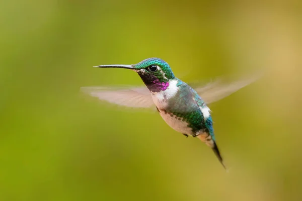 White Bellied Woodstar Chaetocercus Mulsant Beautiful Colored Tiny Hummingbird Andean — Stock Photo, Image