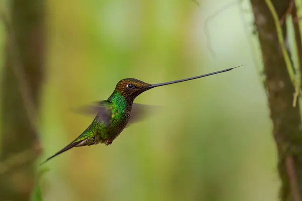 Sword-billed Hummingbird - Ensifera ensifera, popular long beak hummingbird from Andean slopes of South America, Guango Lodge, Ecuador.