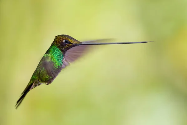 Hummingbird Dal Becco Spada Ensifera Ensifera Popolare Colibrì Becco Lungo — Foto Stock