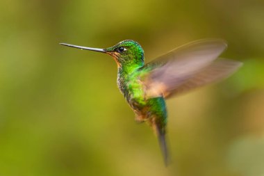 Buff-winged Starfrontlet - Coeligena lutetiae, beautiful green hummingbird from Andean slopes of South America, Guango Lodge, Ecuador. clipart