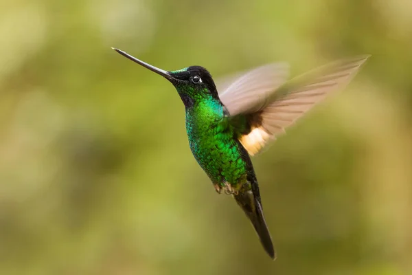 Starfrontlet Alado Buff Coeligena Lutetiae Belo Beija Flor Verde Das — Fotografia de Stock