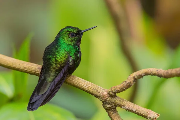 Tourmaline Sunangel Heliangelus Exortis Beautiful Shining Hummingbird Andean Slopes South — Stock Photo, Image