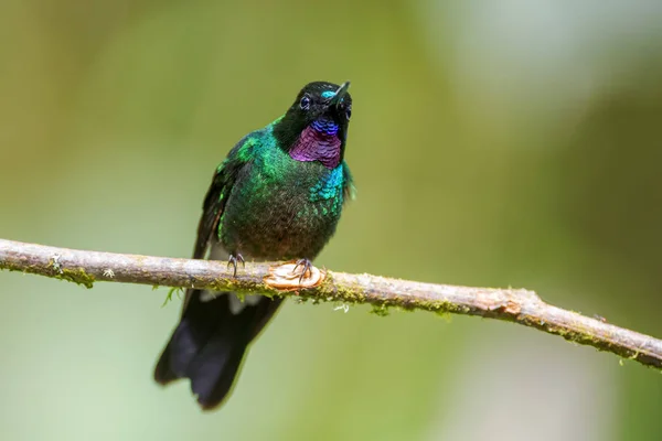 Tourmaline Sunangel Heliangelus Exortis Beautiful Shining Hummingbird Andean Slopes South — Stock Photo, Image