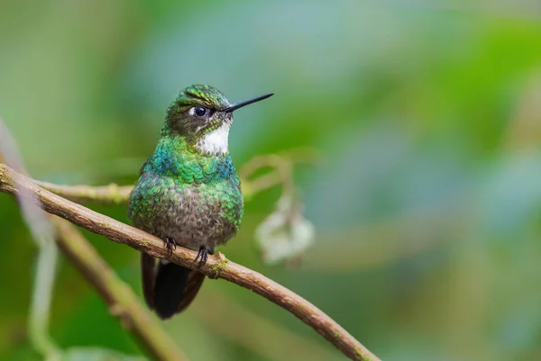 Tourmaline Sunangel Heliangelus Exortis Beautiful Shining Hummingbird Andean Slopes South — Stock Photo, Image