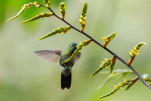 Golden Breasted Puffleg Eriocnemis Mosquera Beautiful Shy Green Hummingbird Andean — Stock Photo, Image