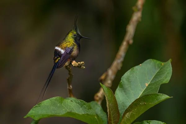 Tel Tepeli Thorntail Discosura Popelairii Güney Amerika Wild Sumaco Ekvador — Stok fotoğraf