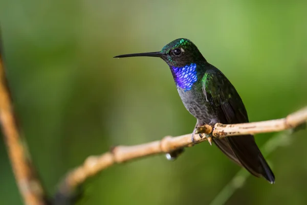 Napo Sabrewing Campylopterus Villaviscensio Beautiful Colored Hummingbird Andean Slopes South — Stock Photo, Image