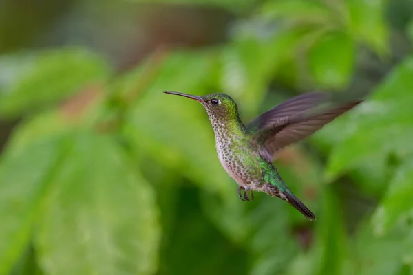 Many Spotted Hummingbird Leucippus Hypostictus Green Spotted Hummingbird Andean Slopes — Stock Photo, Image