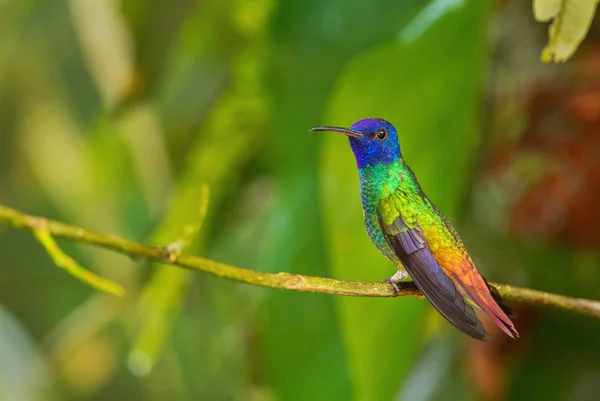 Golden Tailed Sapphire Chrysuronia Oenone Smuk Farvet Kolibri Fra Andes - Stock-foto