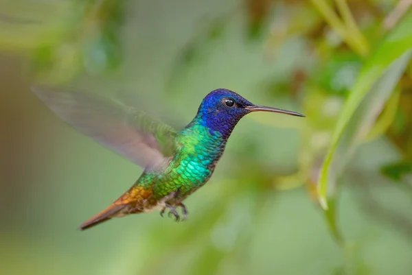 Aranyfarkú Zafír Chrysuronia Oenone Gyönyörű Színes Kolibri Andok Lejtőin Dél — Stock Fotó