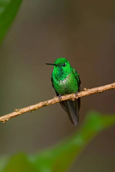 Blancas Con Ventilación Rojiza Urosticte Ruficrissa Hermoso Colibrí Verde Brillante —  Fotos de Stock